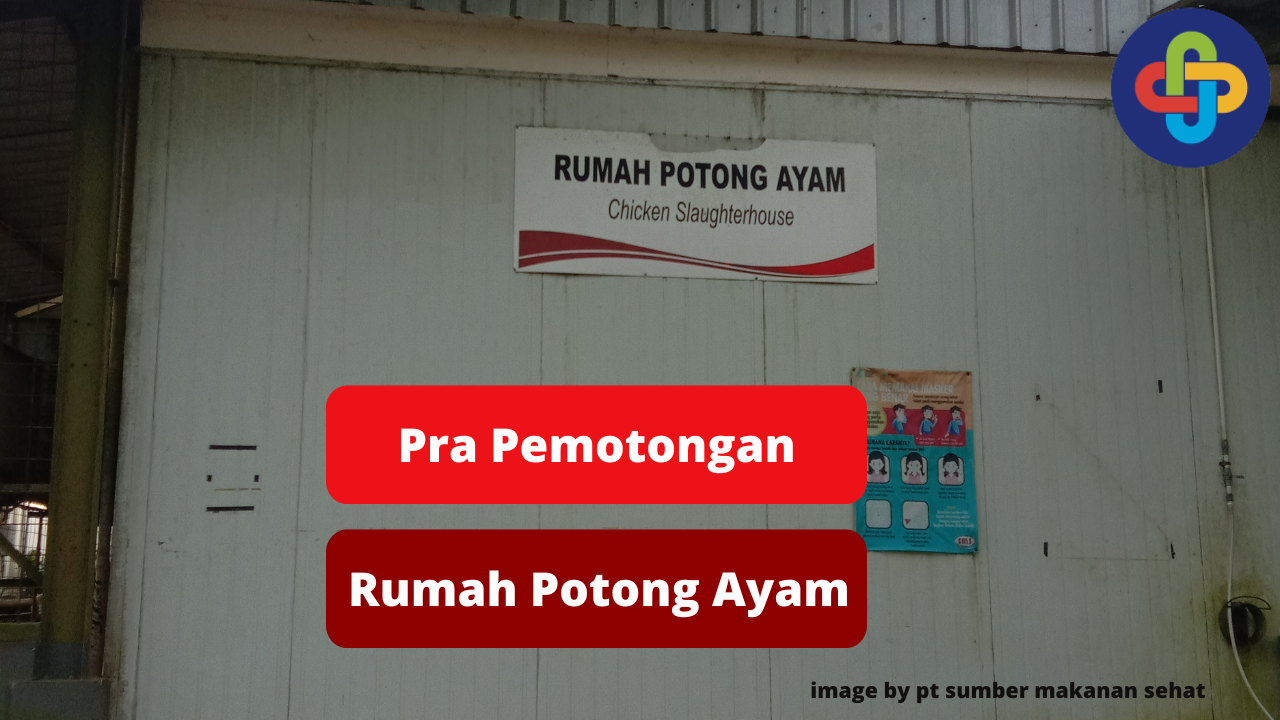 Berikut 3 Tahapan Pra Pemotongan Ayam di Rumah Potong Ayam